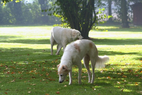 Hundewiese Eickhorst